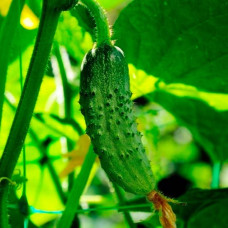 Семена партенокарпического огурца 12 месяцев F1 0,25 г