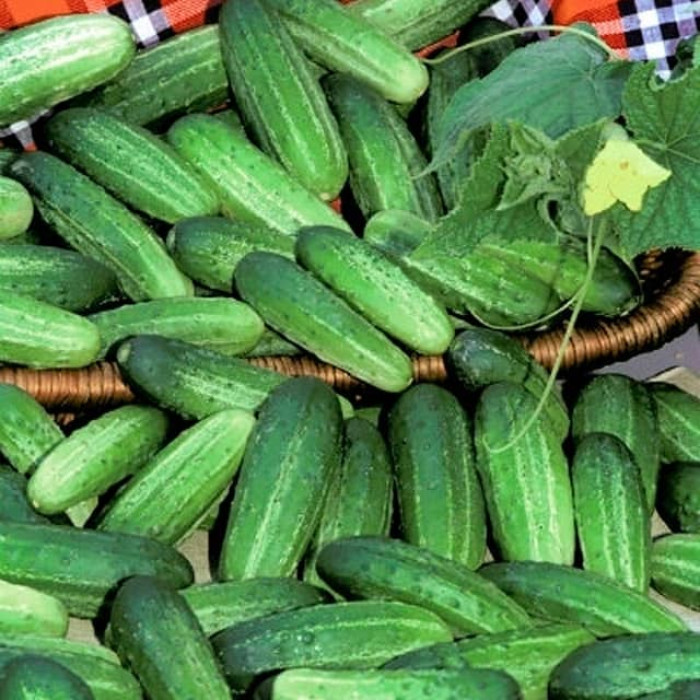 Семена партенокарпического огурца 12 месяцев F1 0,25 г