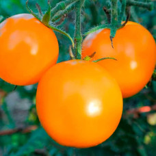 Семена безрассадного томата Голд Кэмэл 0,4 г