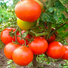 Семена безрассадного томата Ирина 0,4 г