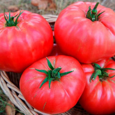 Насіння інкрустованого томата Мікадо червоний 2 г