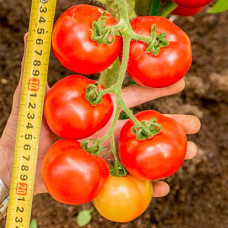 Семена безрассадного томата Любаша 0,4 г