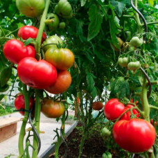 Семена безрассадного томата Малиновка 0,4 г