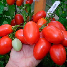 Семена безрассадного томата Челнок 0,4 г