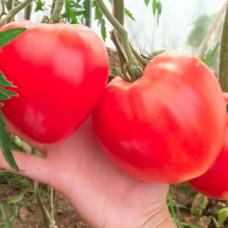 Семена безрассадного томата Фатима 0,4 г