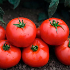 Семена безрассадного томата Турецкий хан 0,4 г