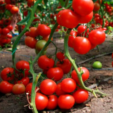 Семена безрассадного томата Турбореактивный 0,4 г