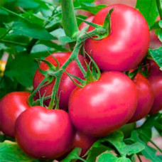 Семена безрассадного томата Сулейман 0,4 г