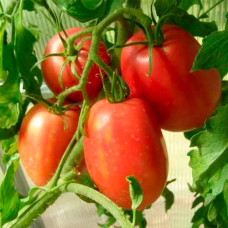 Семена безрассадного томата Солоха 0,4 г