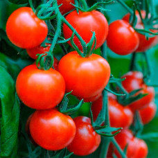 Семена безрассадного томата Ред Кемел 0,25 г