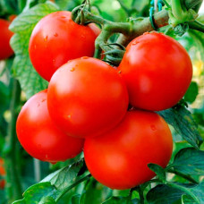 Насіння безрозсадного томата Прибуткова справа 0,4 г