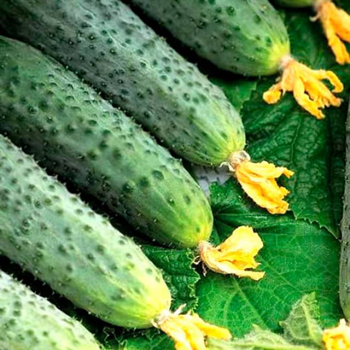 Семена партенокарпического огурца Авоська F1 0,25 г