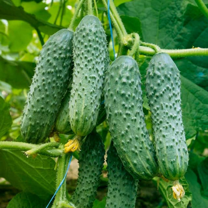 Семена партенокарпического огурца Алексеич F1 0,25 г