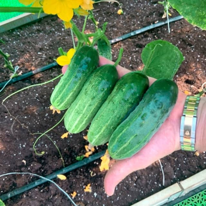 Семена партенокарпического огурца Алексеич F1 0,25 г