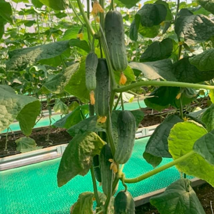 Семена партенокарпического огурца Алексеич F1 0,25 г