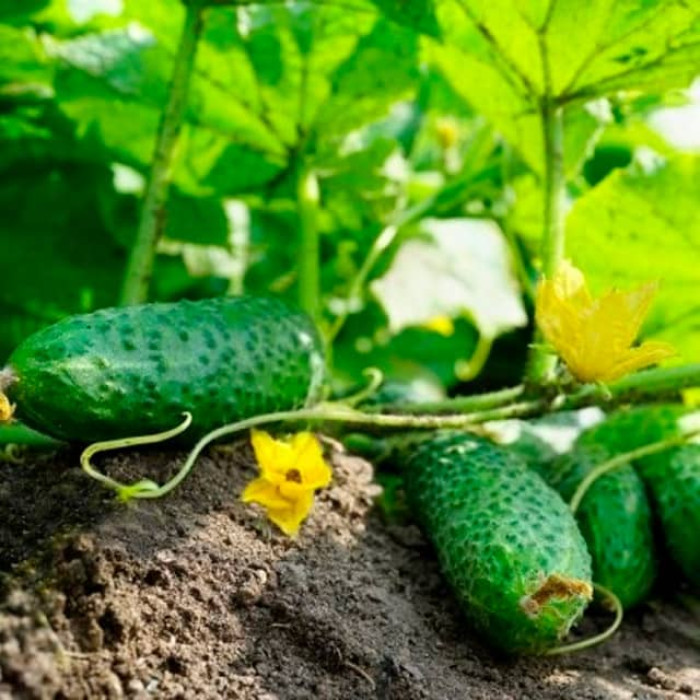 Семена партенокарпического огурца Алексеич F1 0,25 г