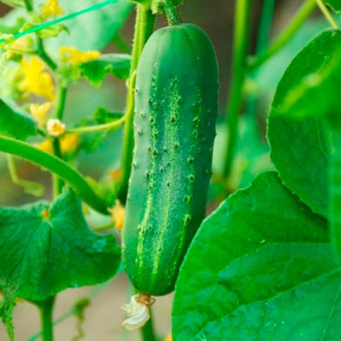 Насіння інкрустованого огірка Конкурент 4 г