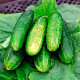 Насіння інкрустованого огірка Конкурент 4 г