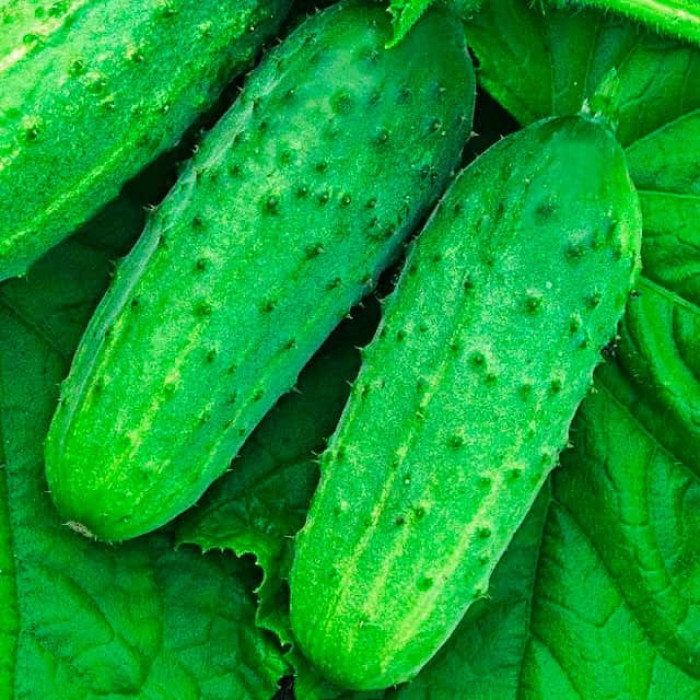 Насіння інкрустованого огірка Конкурент 4 г