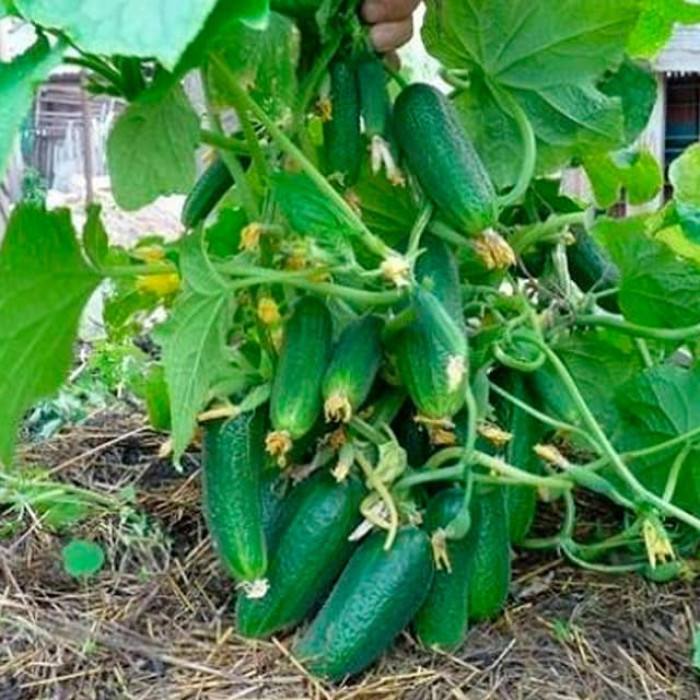 Насіння інкрустованого огірка Кущовий 4 г