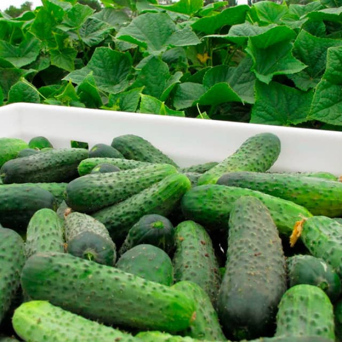 Насіння інкрустованого огірка Кущовий 4 г