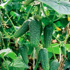 Насіння інкрустованого огірка Кущовий 4 г