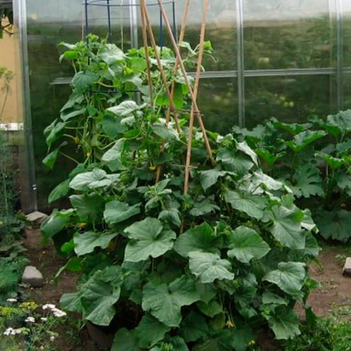 Насіння інкрустованого огірка Кущовий 4 г