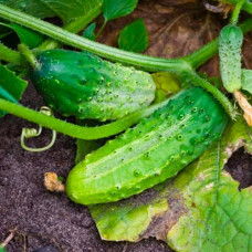 Насіння інкрустованого огірка Роднічок F1 0,5 г
