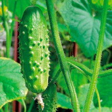 Насіння інкрустованого огірка Фенікс 640 