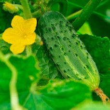 Насіння інкрустованого огірка Фенікс плюс 4 г