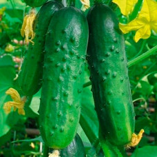 Насіння інкрустованого огірка Do zazdrosci blizniemu F1
