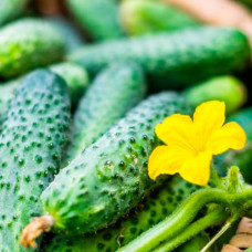Насіння інкрустованого огірка Salatka z ogorokow F1 5 г