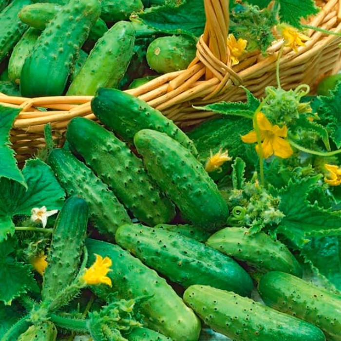 Насіння огірка Паризький корнішон 0,5г