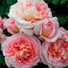 Саджанці англійської троянди Девіда Остіна «Абрахам Дербі»