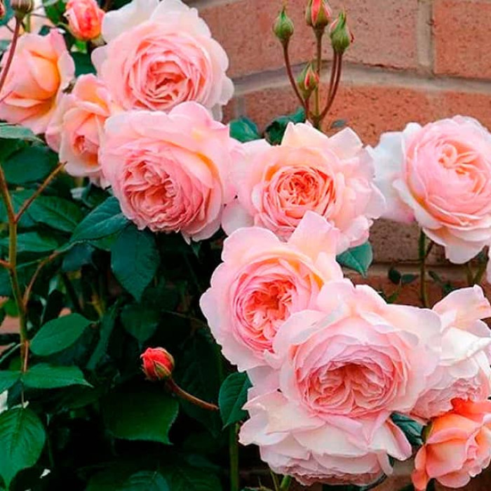 Саджанці англійської троянди Девіда Остіна «Абрахам Дербі»