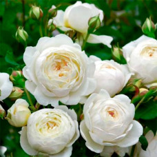 Саджанці англійської троянди Девіда Остіна «Вінчестер»