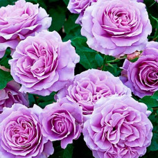 Саджанці плетистої троянди «Блю Мун»