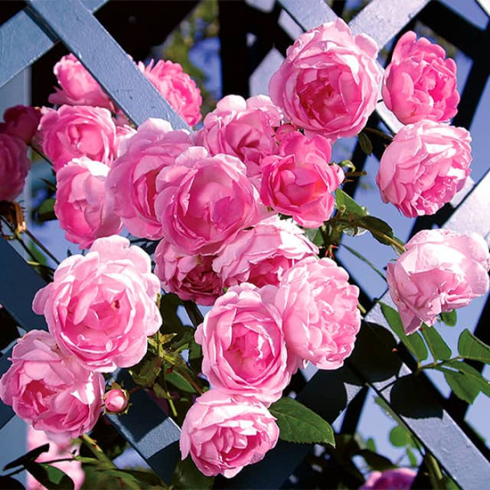 Саджанці плетистої троянди «Жасміна»