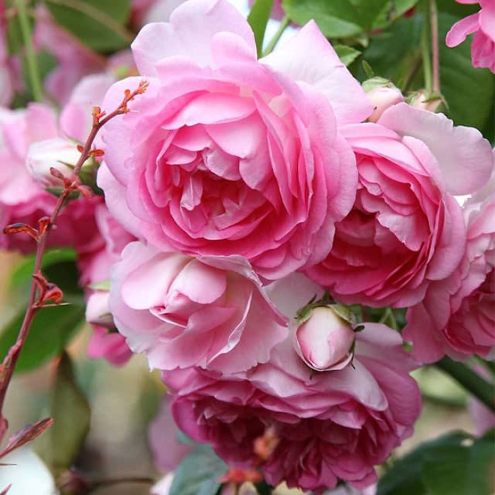 Саджанці плетистої троянди «Жасміна»