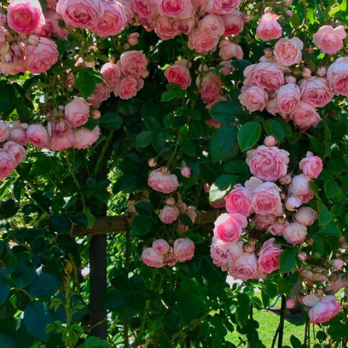 Саджанці плетистої троянди «Жасміна»