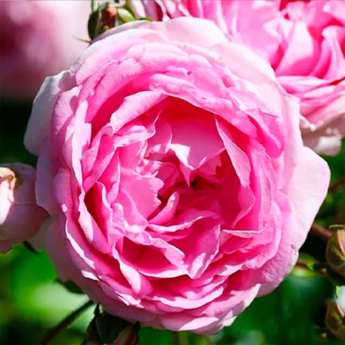 Саджанці плетистої троянди «Жасміна»