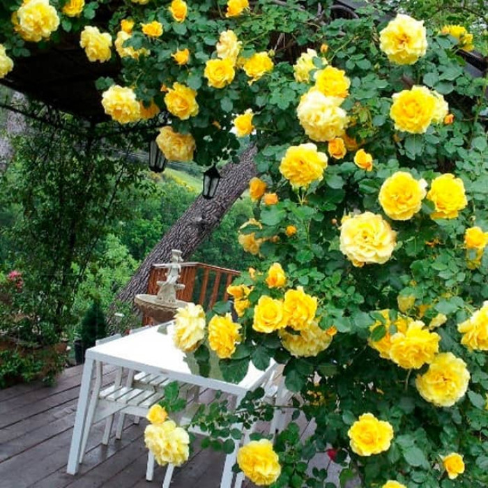 Саджанці плетистої троянди «Казино»