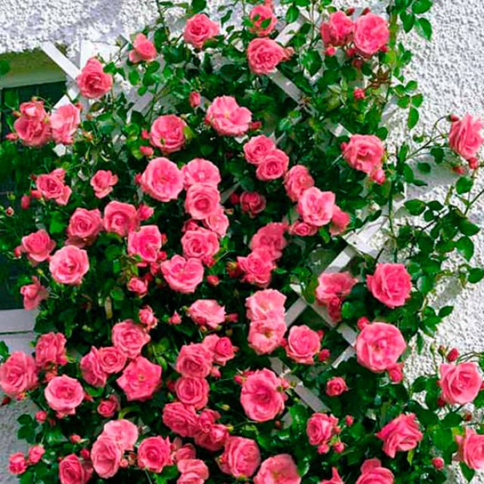 Саджанці плетистої троянди «Рожева перлина»