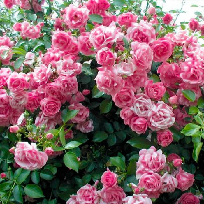 Саджанці плетистої троянди «Рожева перлина»