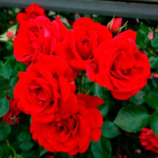 Саджанці плетистої троянди «Симпатія»