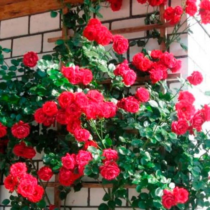 Саджанці плетистої троянди «Симпатія»