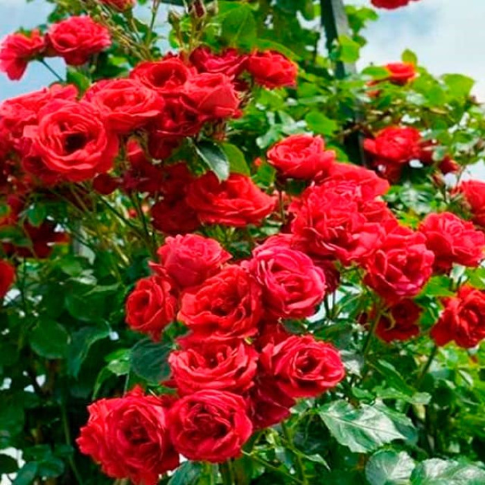Саджанці плетистої троянди «Симпатія»