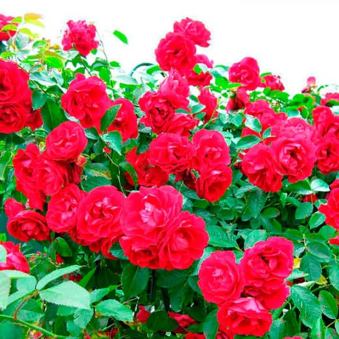 Саджанці плетистої троянди «Симпатія»