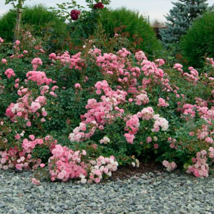 Саджанці ґрунтопокривної троянди «Фейрі»