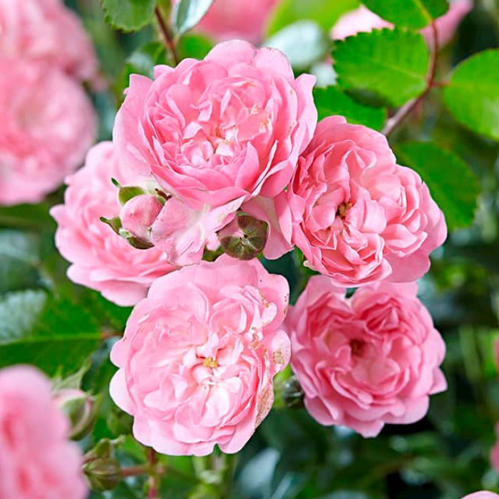 Саджанці ґрунтопокривної троянди «Фейрі»